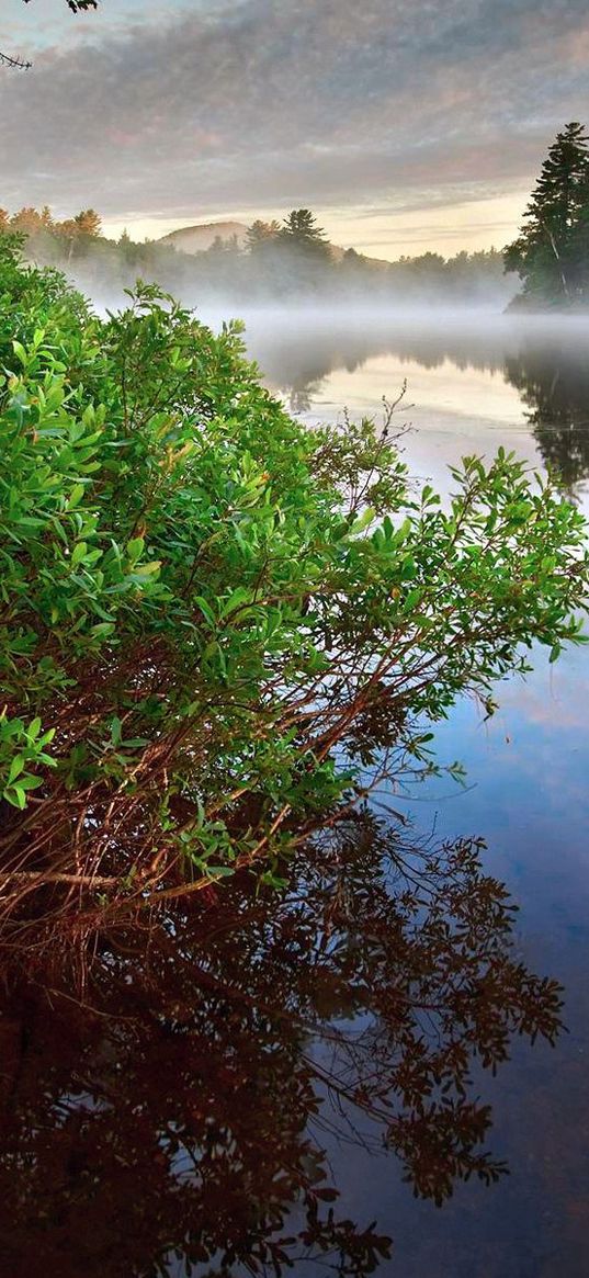 bushes, water, fog, rock, steam, forest, lake, quiet, silence