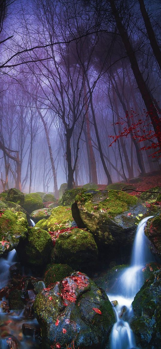 stream, rocks, moss, trees, forest, fog, nature