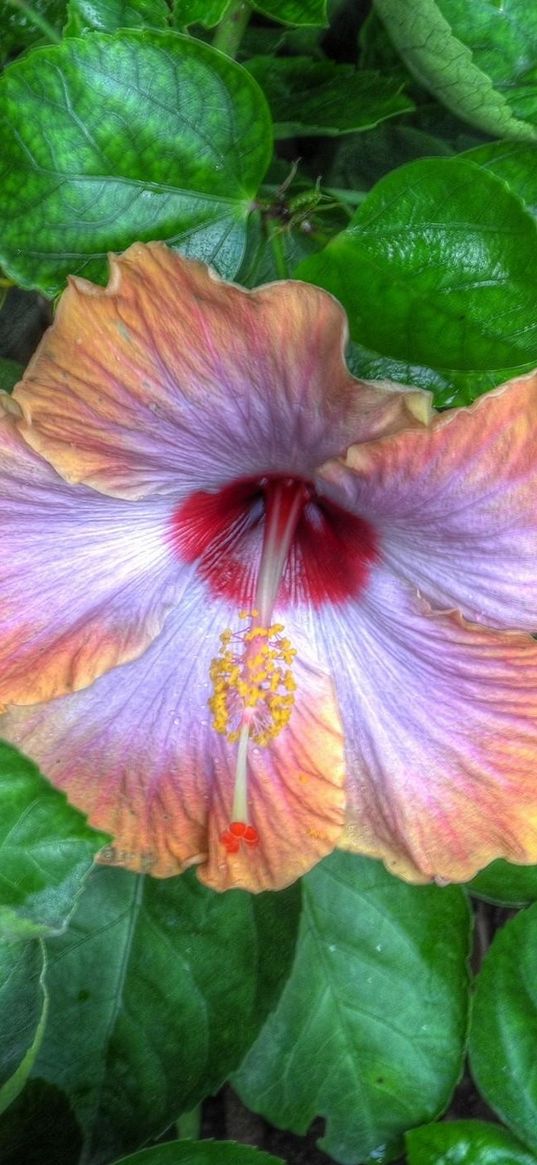 hibiscus, flower buds, blossoms, leaves, herbs