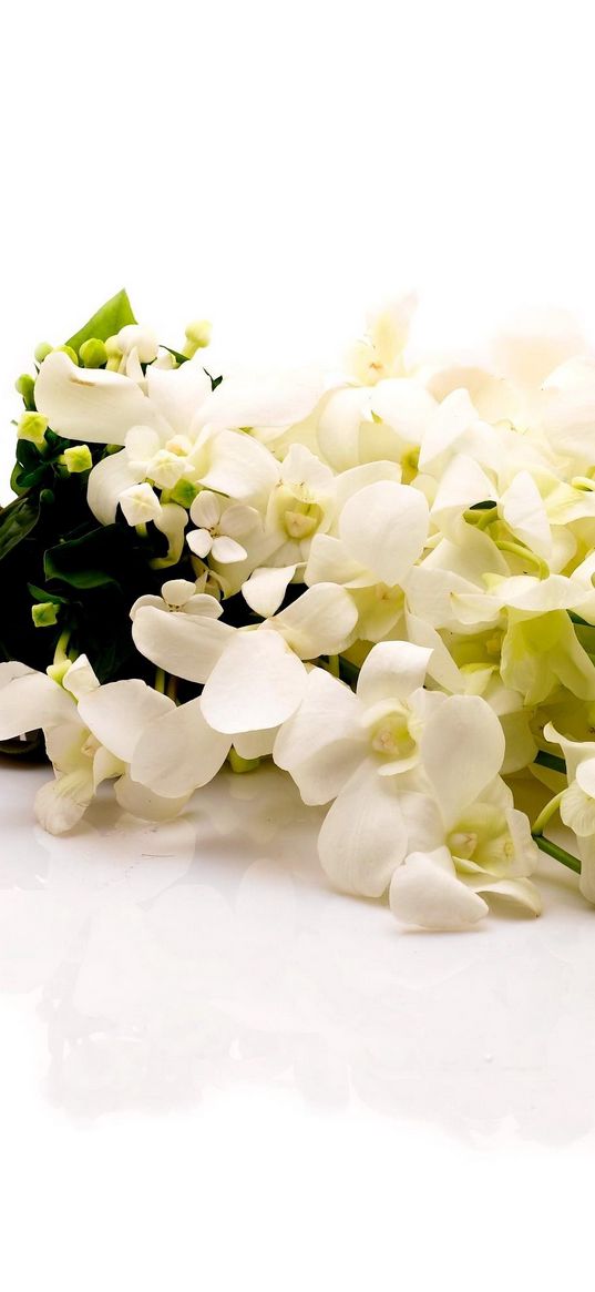 flowers, white, flower, ribbon