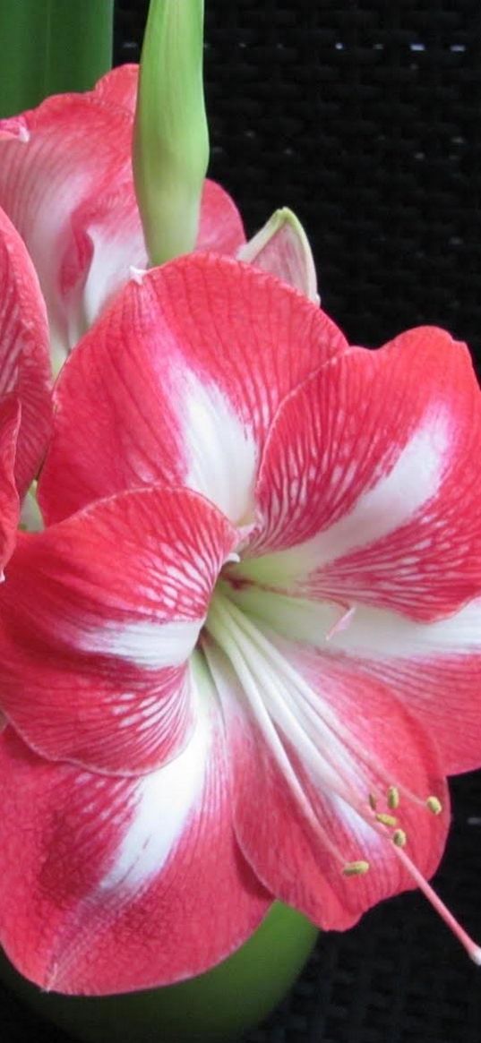 amaryllis, flower, two-color, pot