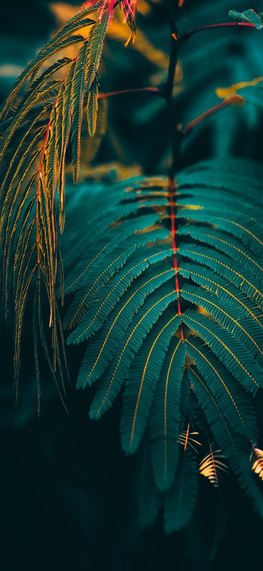 fern, branches, plant, green, yellow