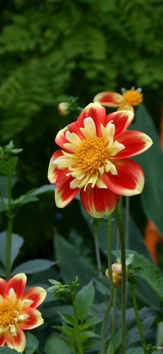 dahlias, flowerbed, flower buds, flowers