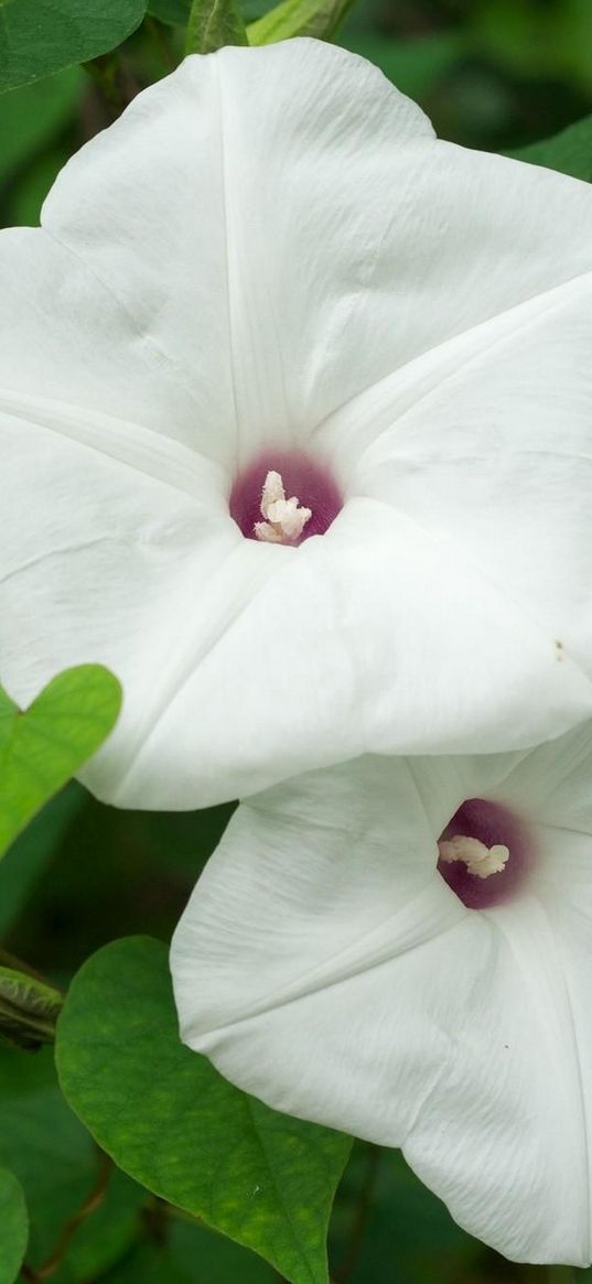 morning glory, flowers, white, green, close-up