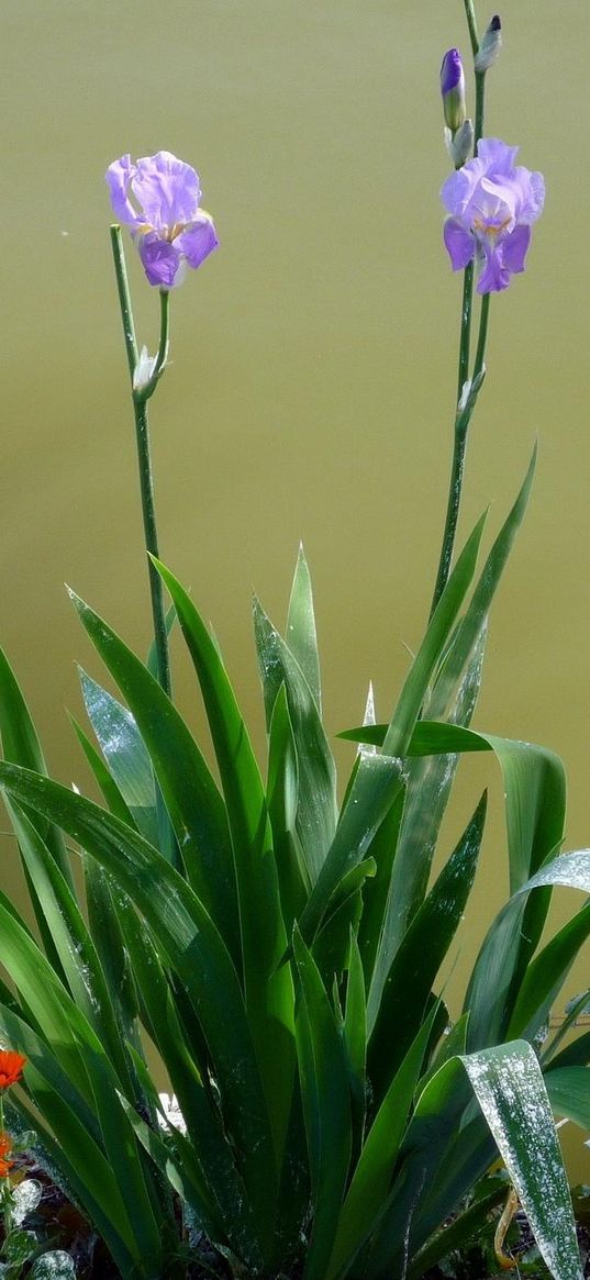 irises, flowerbed, flowers, sharpness