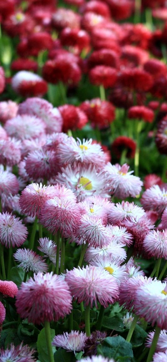 daisies, flowers, flowerbed, vibrant, different