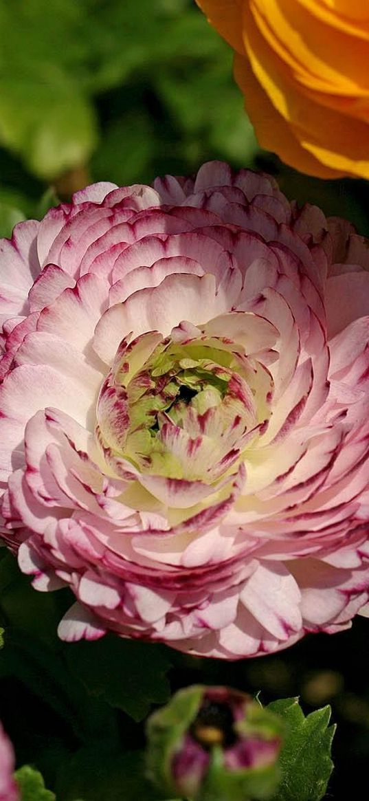 ranunkulyus, flowers, licentious, close-up