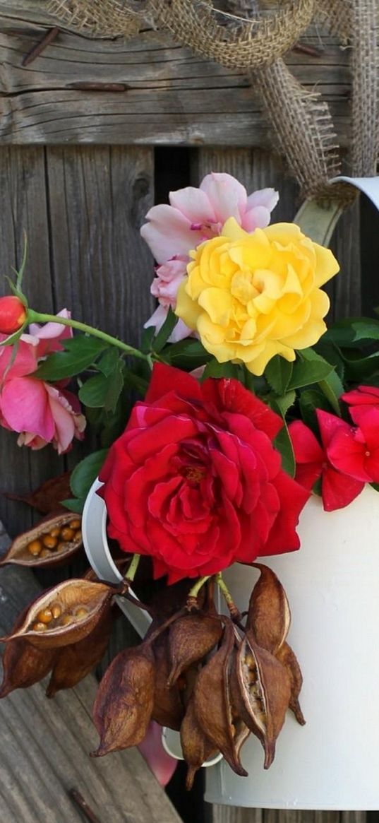 roses, flowers, seeds, watering, fence