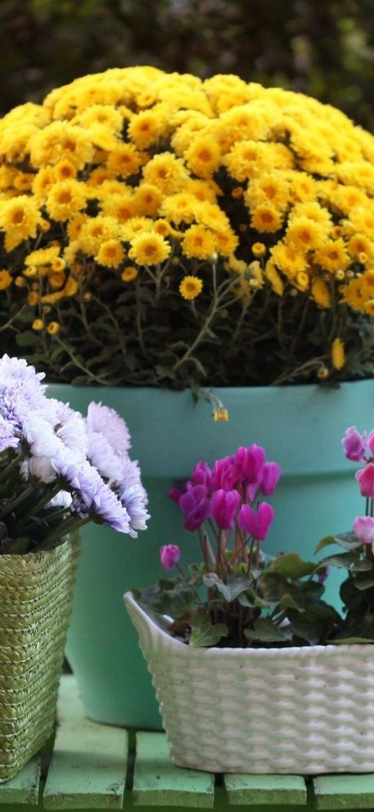 rose, chrysanthemum, cyclamen, flowers, baskets, pot