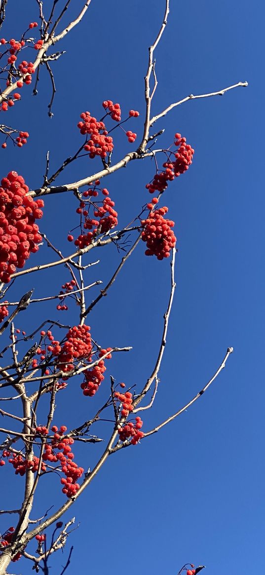 mountain ash, tree, berries, branches, sky, blue, red