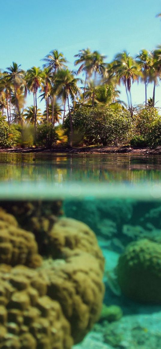 palm trees, the island, under water, corals, reeves, azure