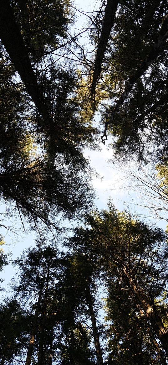 forest, trees, sky, crowns, height