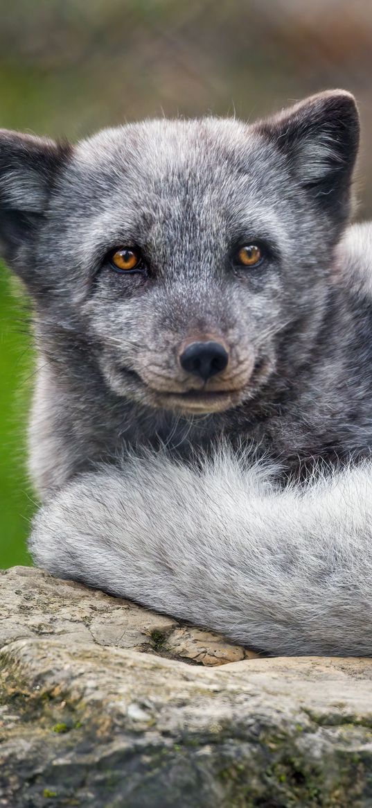 arctic fox, animal, furry, cute, wild