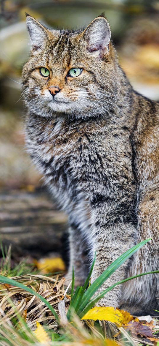 wild cat, animal, brown, wildlife