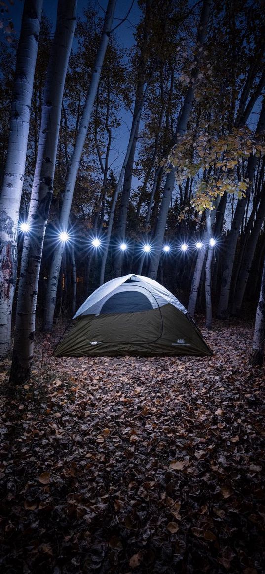 tent, garland, light bulbs, trees, forest, hiking, night