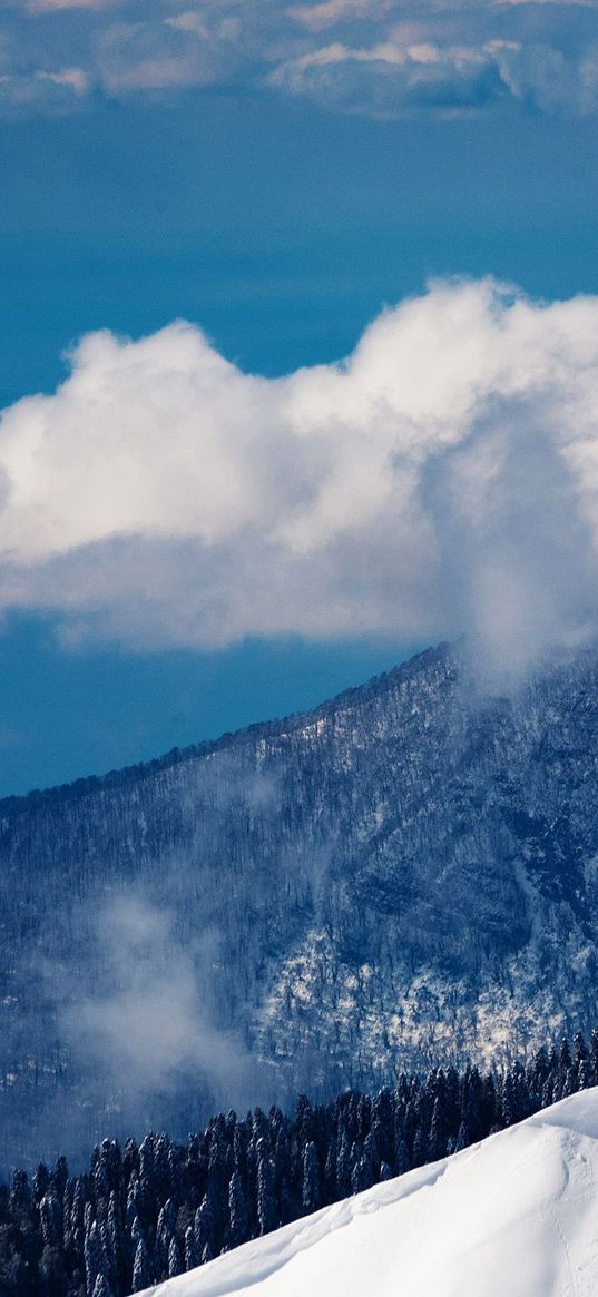 clouds, volume, mountains, wood, sky, height