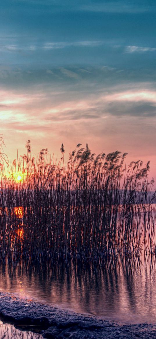 reed, reservoir, decline, coast, evening, willow, tree, branches