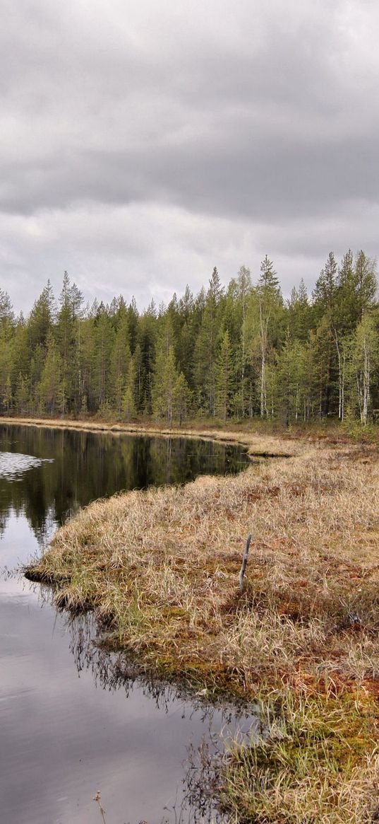 lake, coast, wood, coniferous, grass, faded, autumn, sky, gloomy, ripples