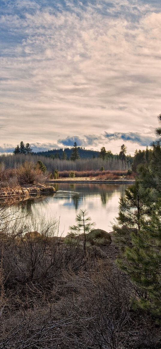 sun, light, pines, young growth, grass, faded, bushes, reservoir