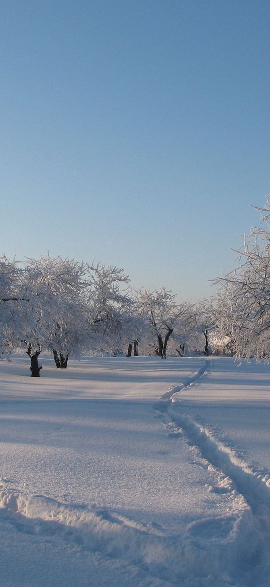 garden, winter, traces, tracks, snow, snowdrifts, cover, trees, gray hair, shadows, freshness