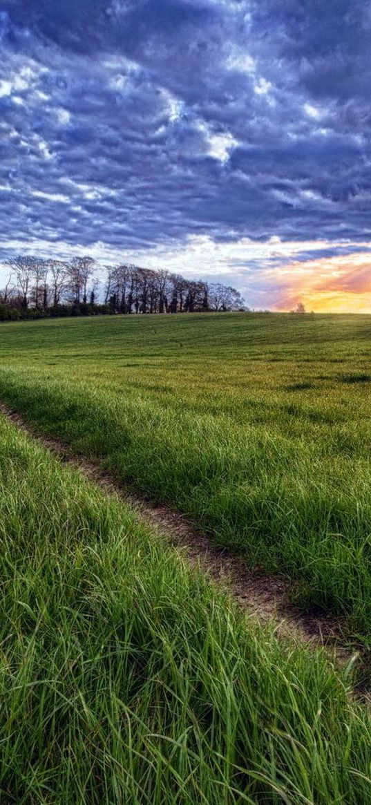 sun, light, beams, grass, field, road, traces, clouds, layer, evening, orange