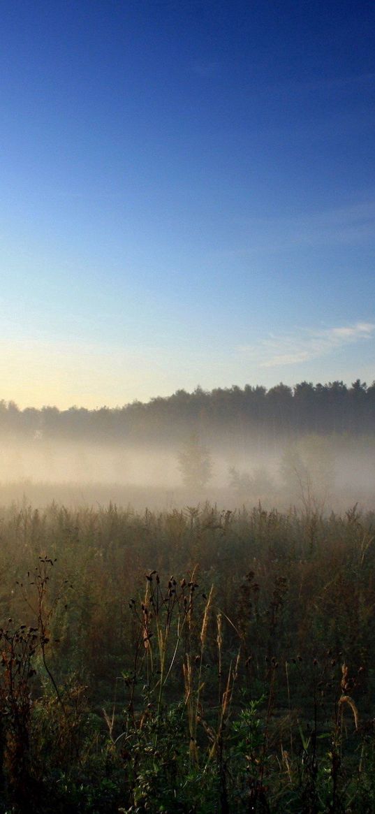 haze, veil, herbs, field, sky, blue, awakening, morning