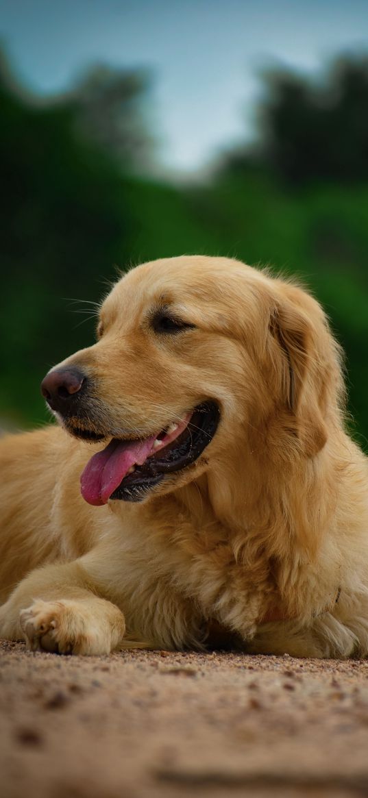 dog, golden retriever, love