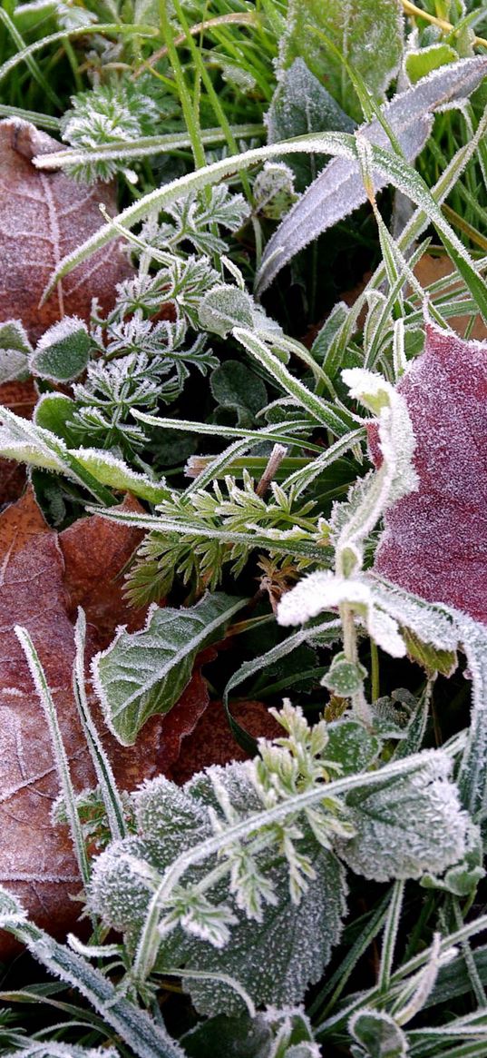 frosts, earth, frost, grass, leaves, autumn