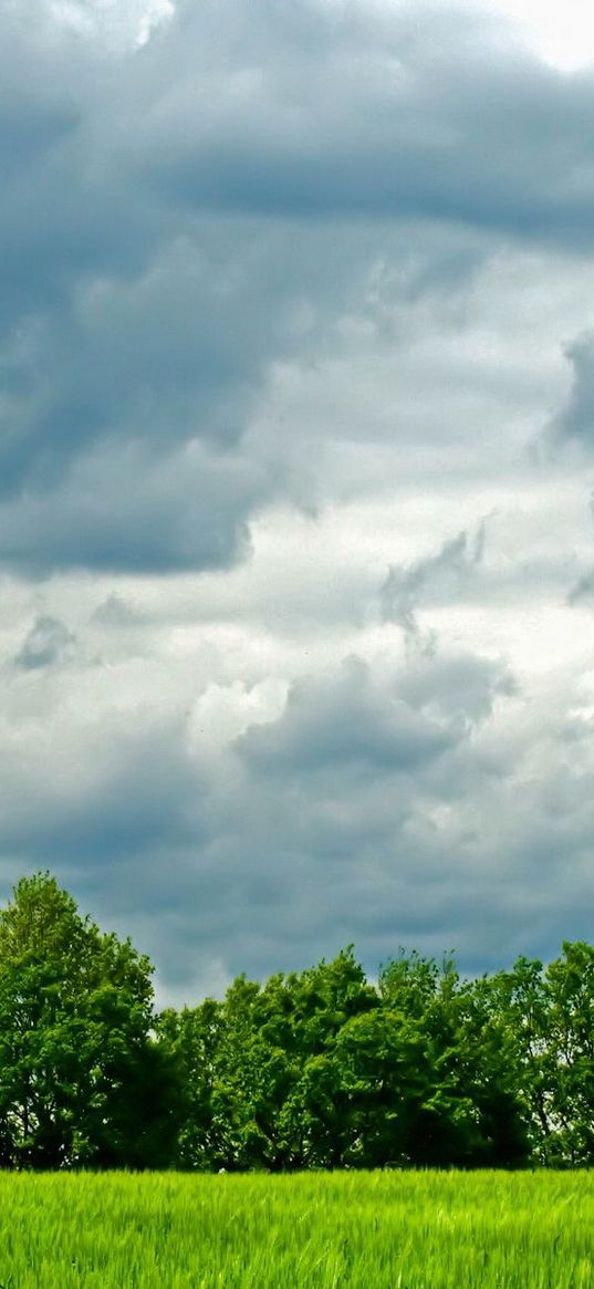 trees, meadow, field, clouds, sky, greens, summer