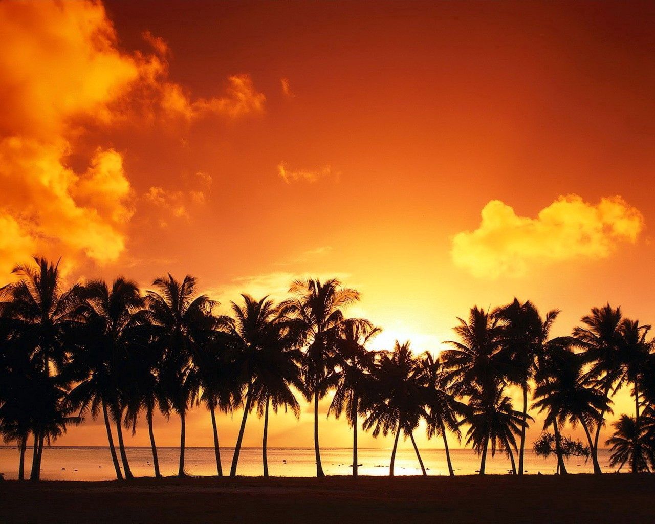 palm trees, decline, silhouettes, number, coast, sea, sky