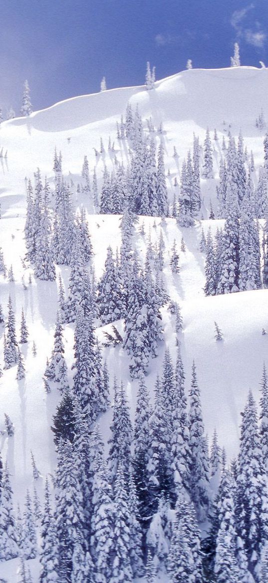 mountains, trees, slopes, fur-trees, blue, white