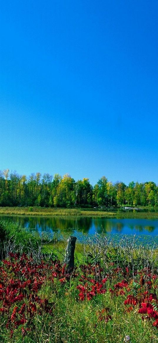 colors, paints, early autumn, trees, lake, greens