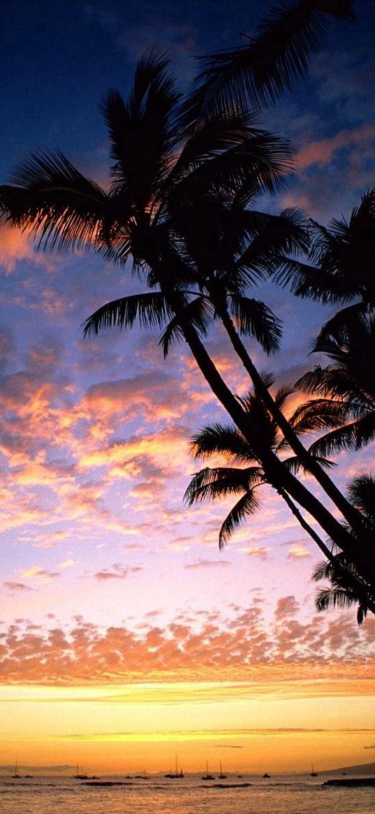 palm trees, coast, silhouettes, sea, sky, evening, ships, outlines, hawaii