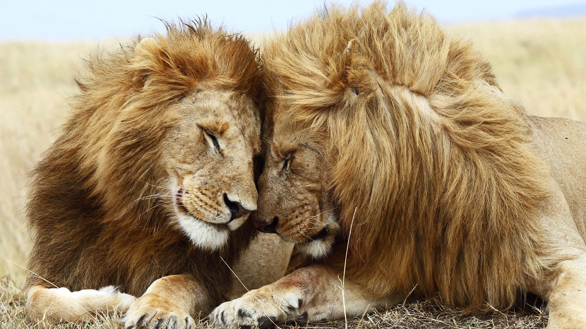 lion, cat, couple, mane, rest