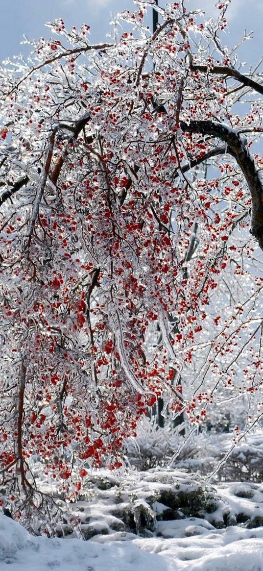 tree, branches, fruits, snow, ice