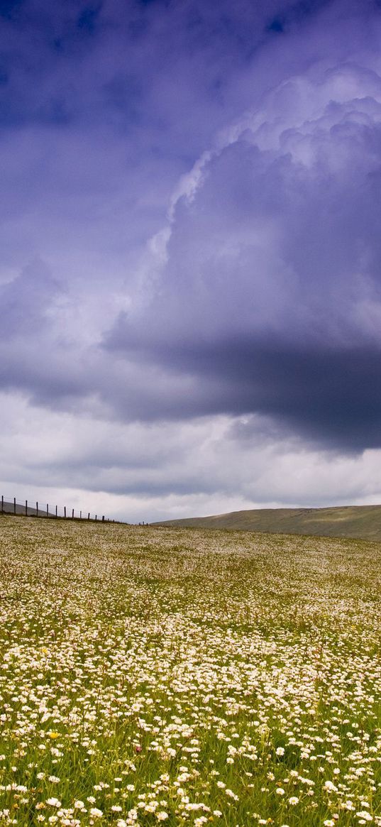 meadow, plain, flowers, field, greens, pasture, fence, sky, clouds