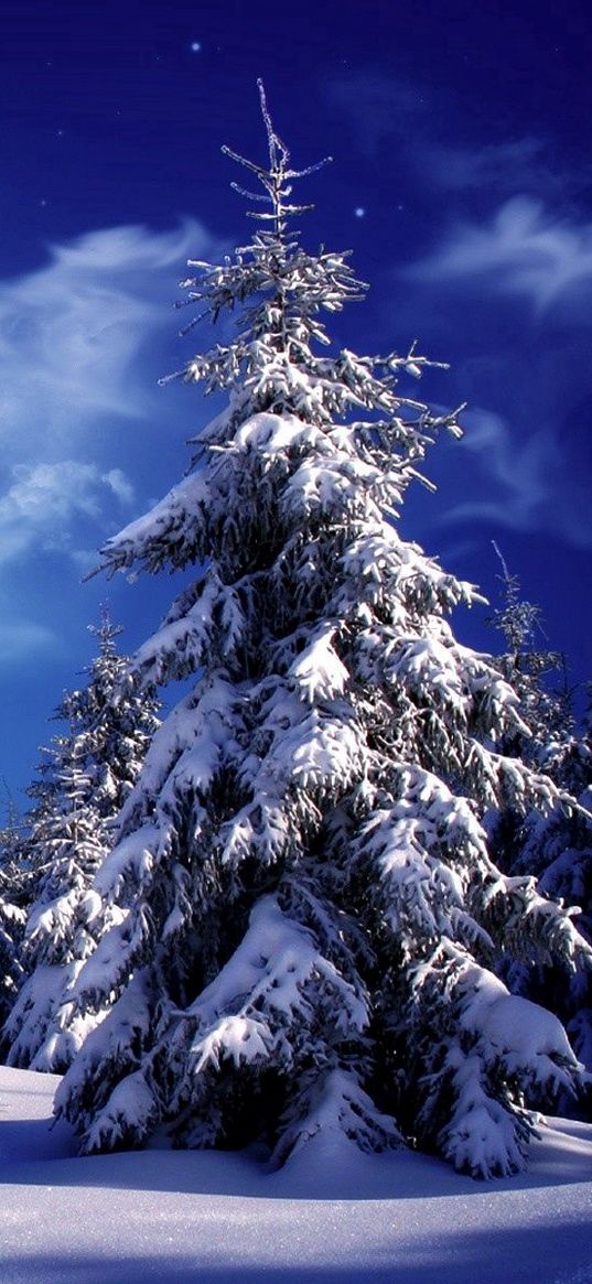 fur-trees, trees, clouds, snow, moon, sky, snowdrifts