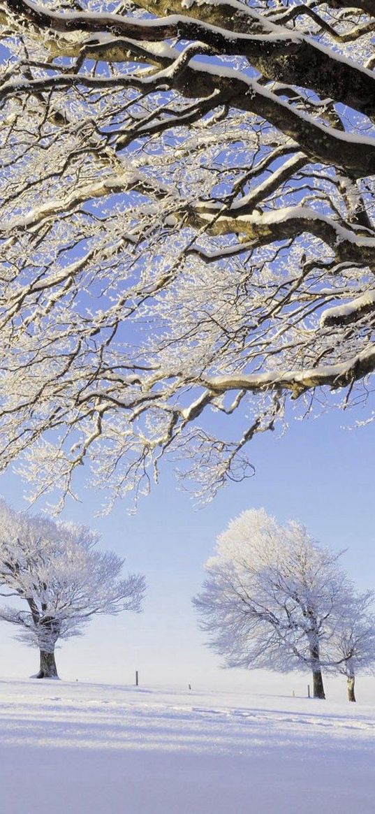 trees, snow, hoarfrost, branches, number, field