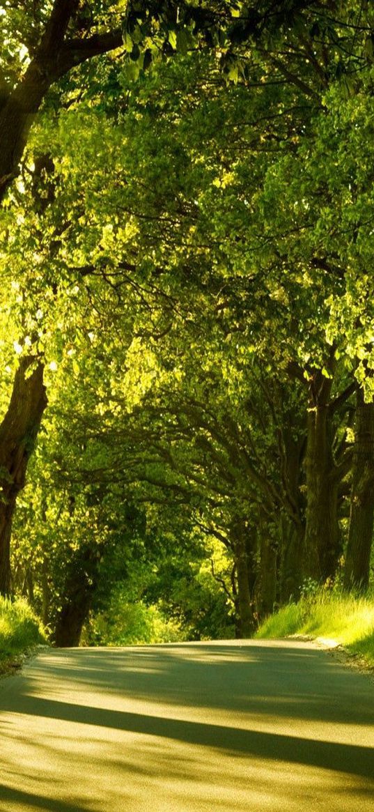 road, trees, sunlight, beams, greens, summer