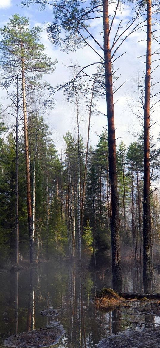 trees, wood, spring, high water, evaporation, terribly