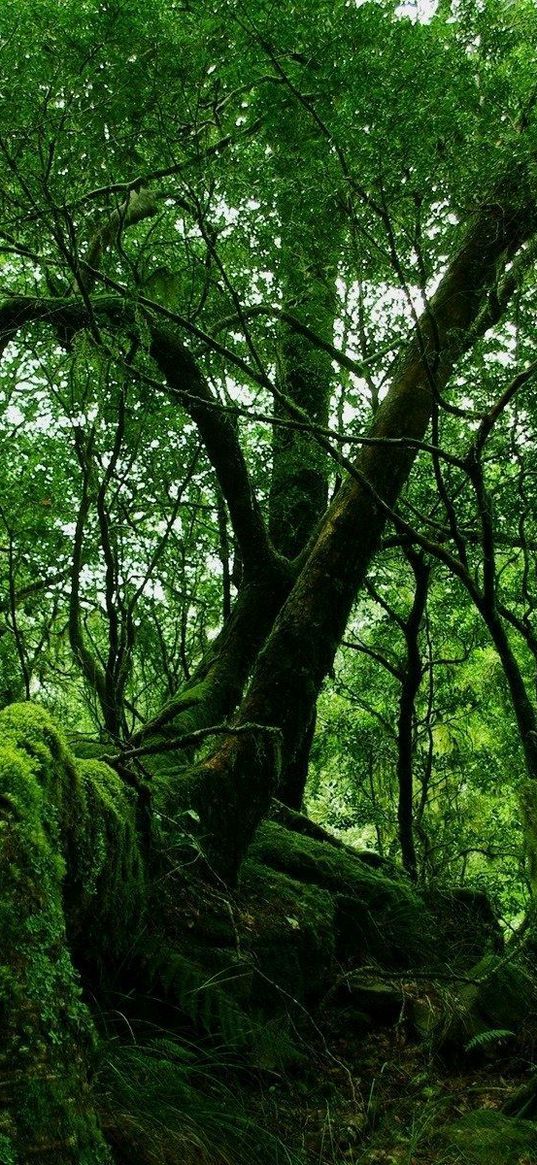 jungle, wood, green, moss, lianas, thickets