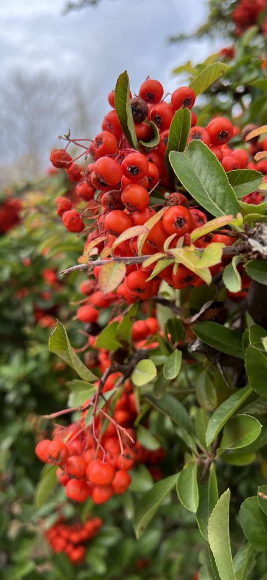 berry, red, shrub, nature