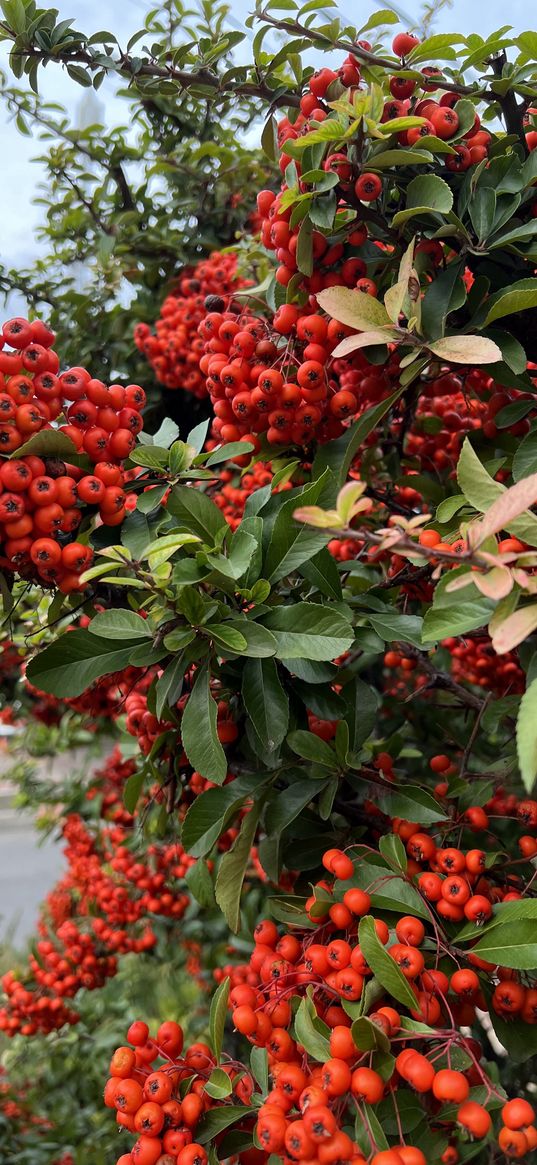 viburnum, berries, red, bush