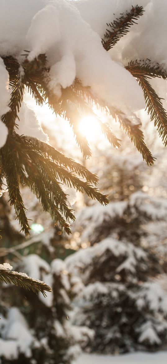 spruce, snow, forest, winter, sun