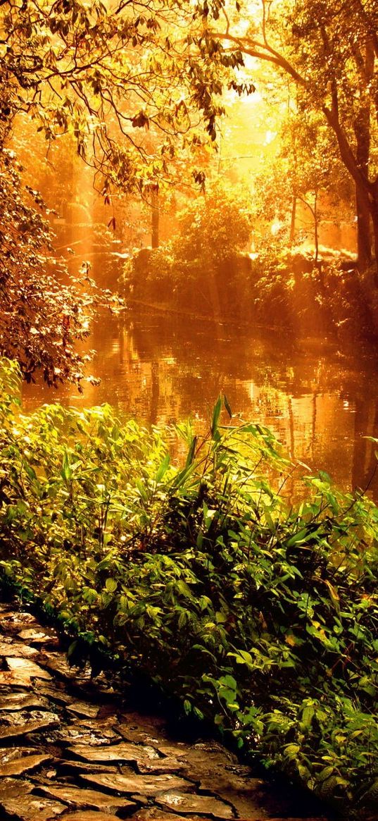 wood, footpath, stones, sunlight, beams, trees, vegetation