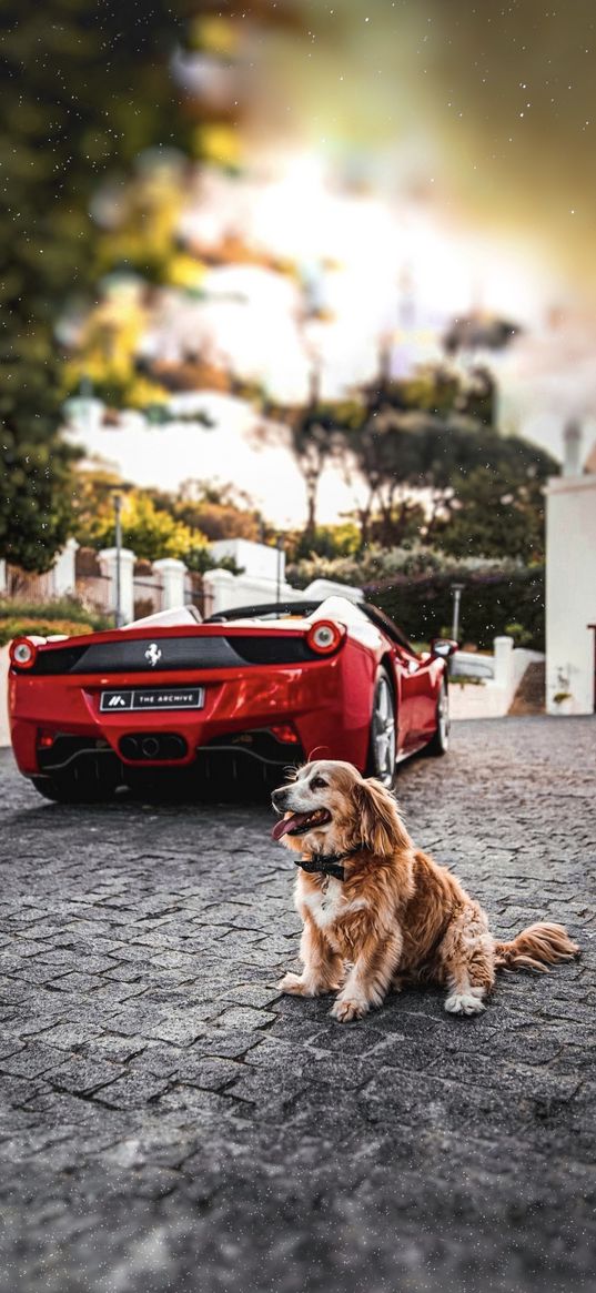 dog, animal, ferrari, car, red, house, villa