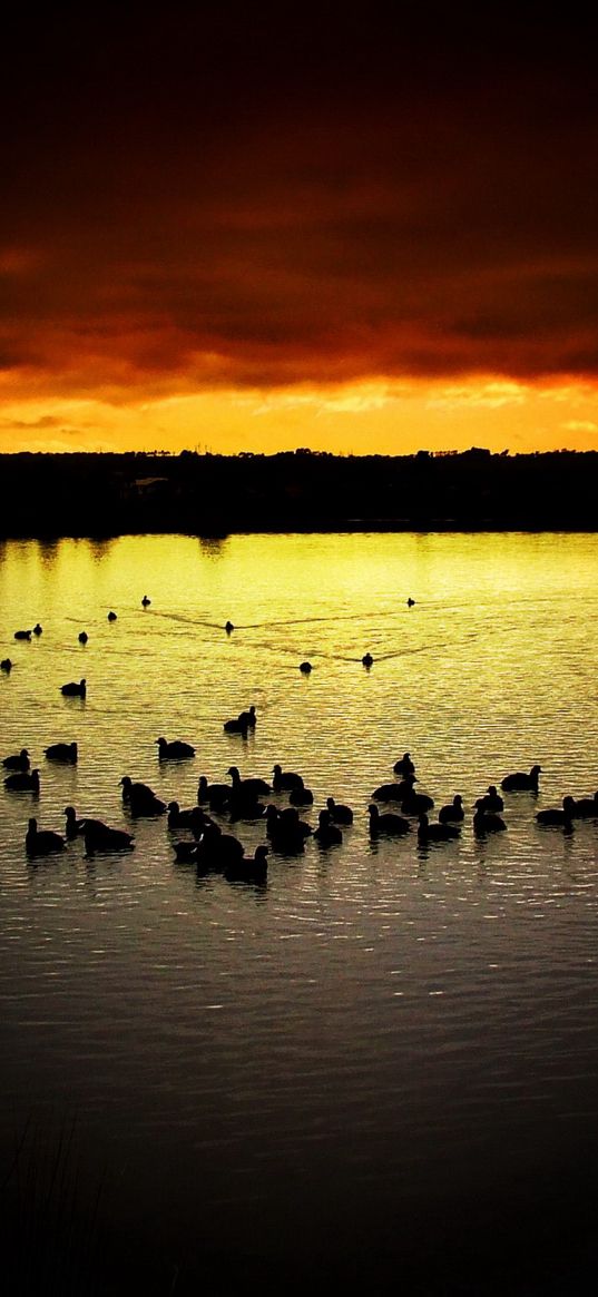 decline, sky, ducks, evening, lake