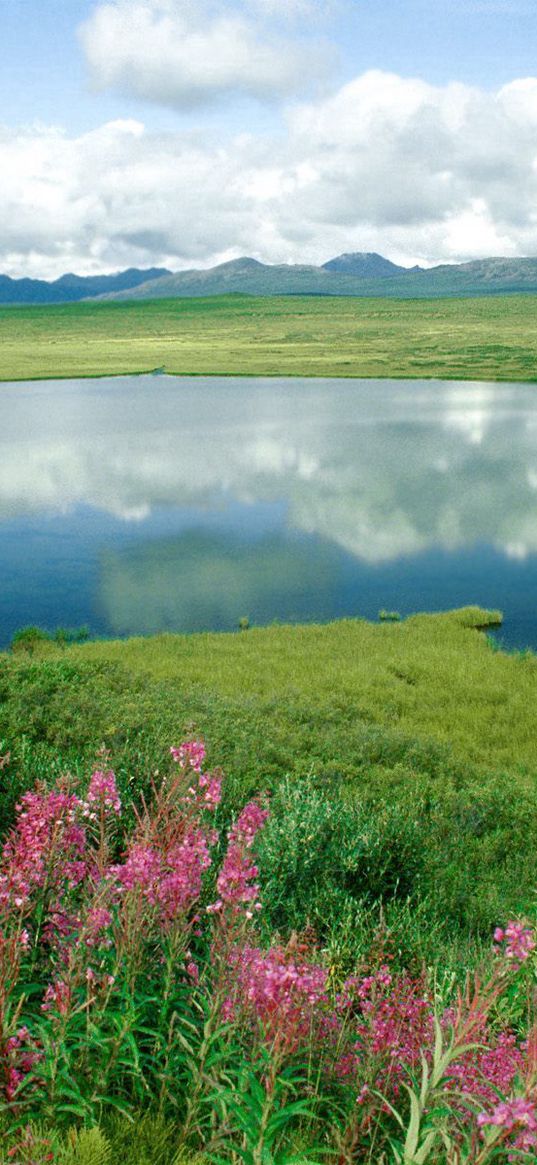 lake, flowers, coast, grass, greens, mountains, alaska