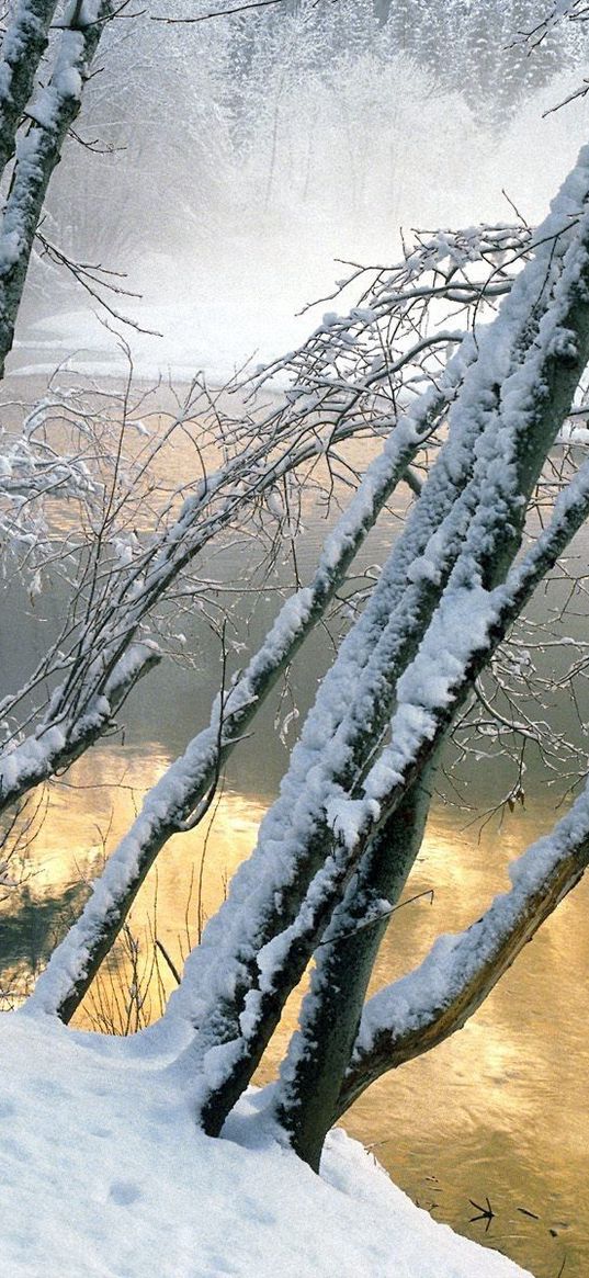 trees, water, river, snow, coast, inclination