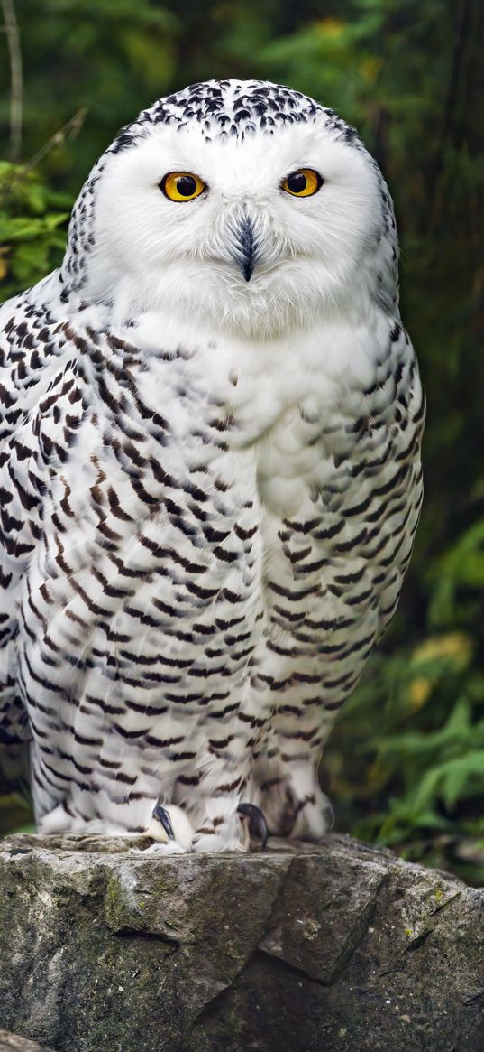 snowy owl, bird, white, wildlife